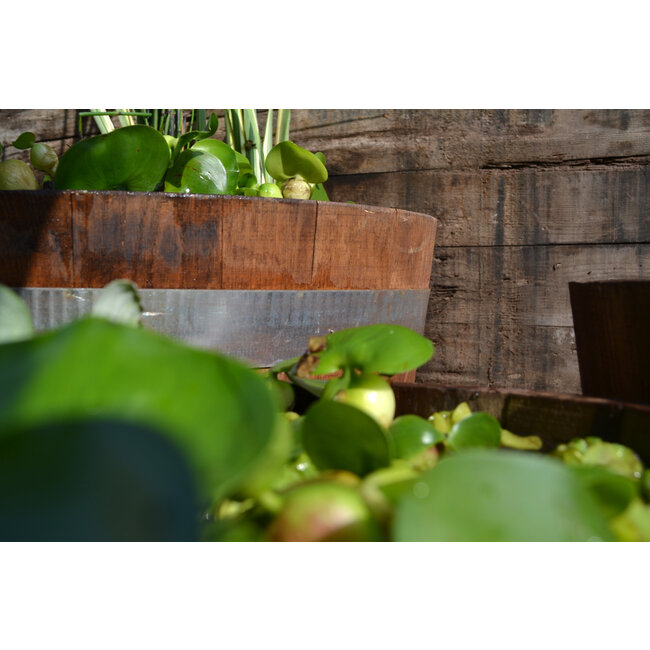 Kuip 'BORBA' Bruin Kastanje hout