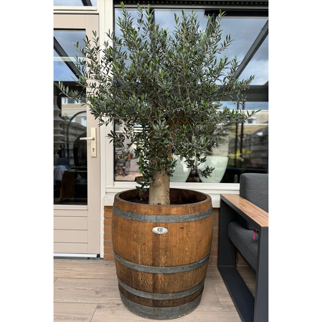 Wijnvat kuip 3/4 'Ruby Dark'