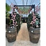 Wine barrel