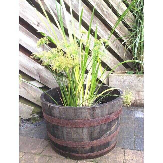 Whiskyvat kuip "Scottisch"