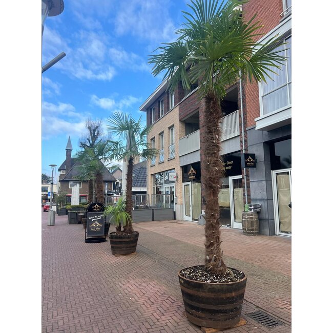 Barrel Atelier Tub Whisky Barrel XXL