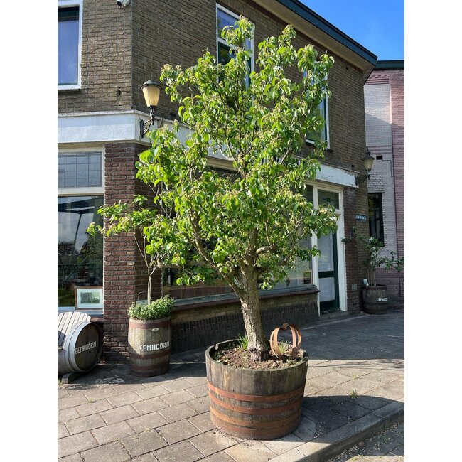 Barrel Atelier Tub Whisky Barrel XXL