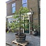 Wine barrel tub 1/2 van 500Ltr "Brandy"