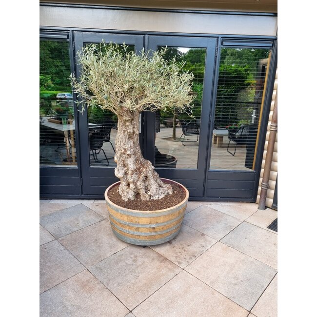 Wijnvat kuip 1/2  van 500Ltr "Brandy"