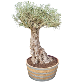 Wine barrel tub high"Brandy" - Copy