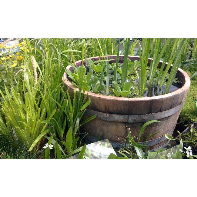 Wine barrel tub high "Brandy"