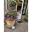 Rainbarrel 'NATUREL' 50L/100L/150L