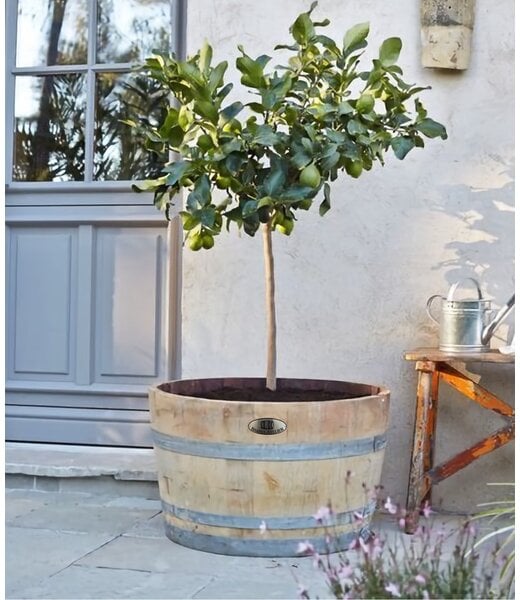 Wine barrel tub high"Brandy"