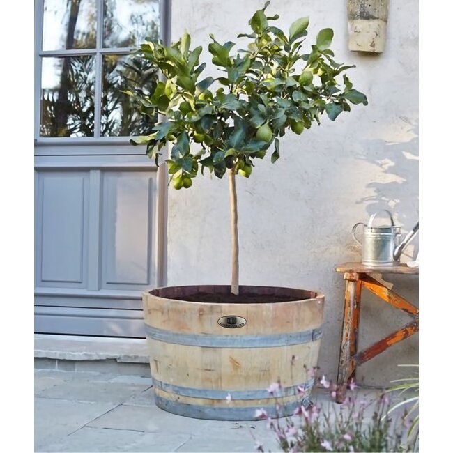 Wine barrel tub high "Brandy"