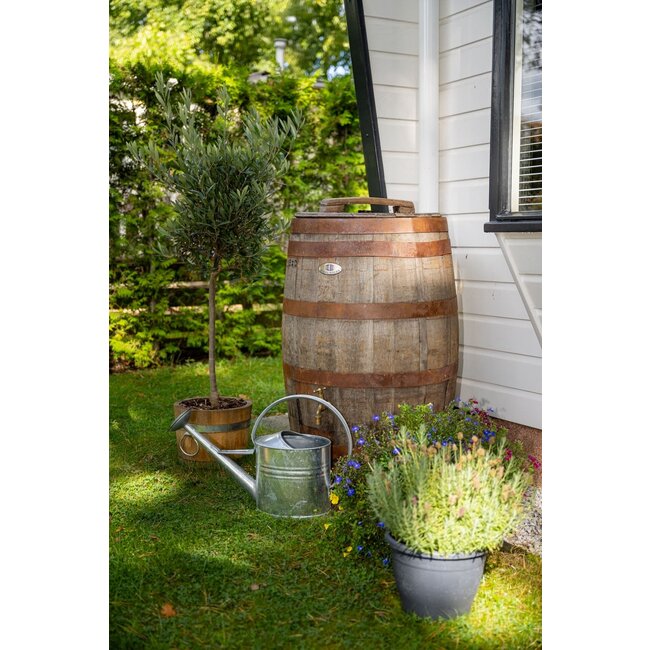 Houten Regenton Whisky "Scottisch"  Los deksel