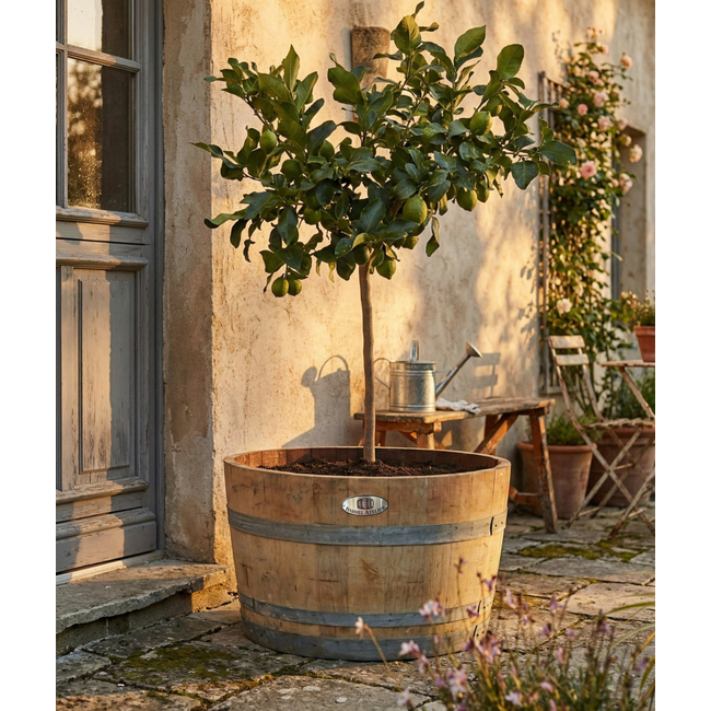 Wine barrel tub high "Brandy"