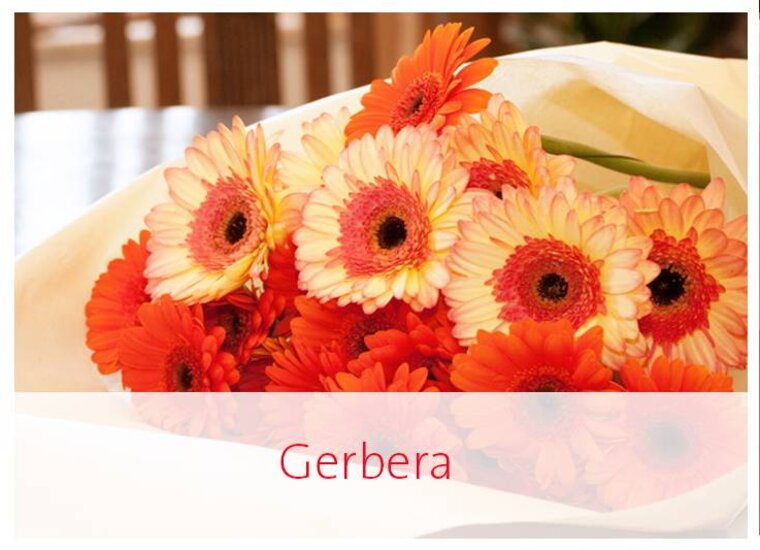 Gerbera