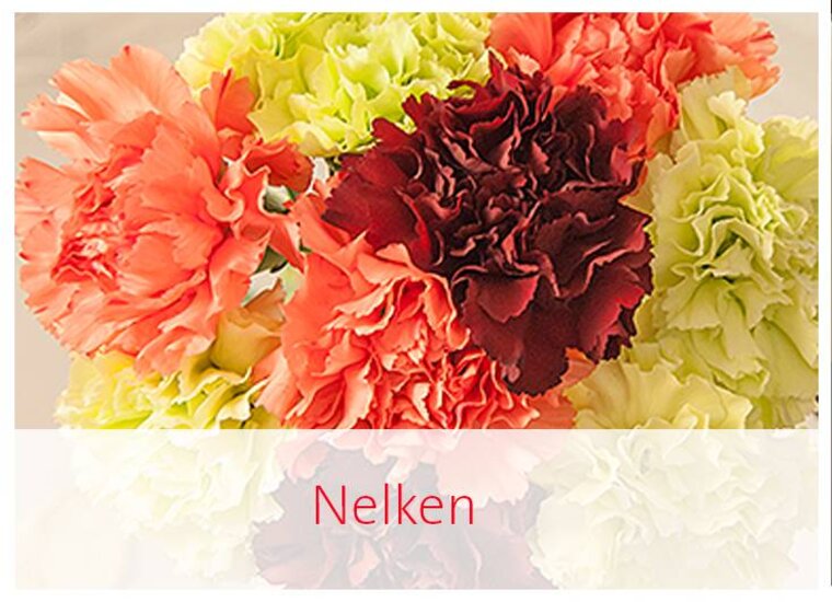 Nelken