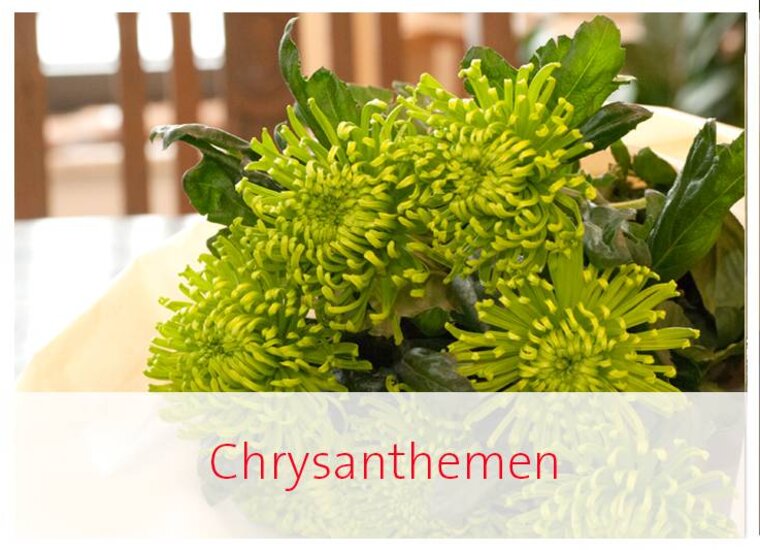 Chrysantheme