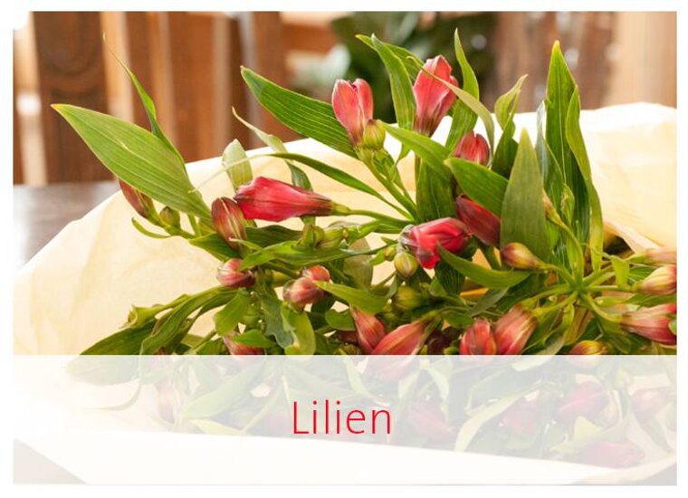 Lilien