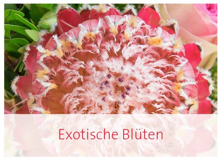 Exotische Blüten