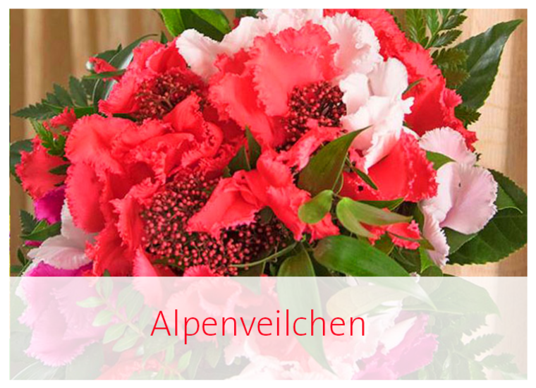 Alpenveilchen