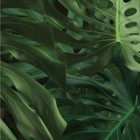 Kek Amsterdam Fond d'écran Tropical Monstera feuilles papier tissu vert 97,4x280cm