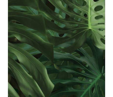 Kek Amsterdam Tapet Tropical Monstera blade grøn silkepapir 97,4x280cm