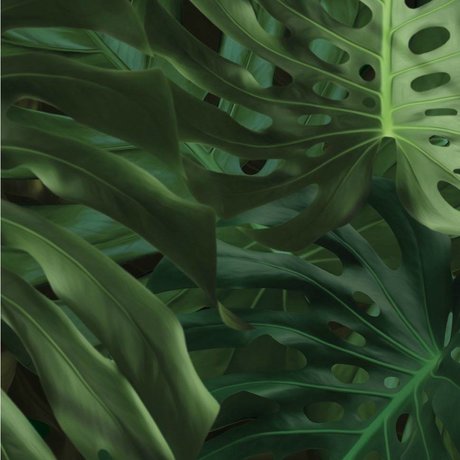 Kek Amsterdam Wallpaper Tropical Monstera leaves green non-woven paper 97.4x280cm