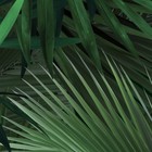 Kek Amsterdam Carta da parati foglia di palma tropicale Libro verde 97,4x280cm non tessuto