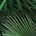 Kek Amsterdam Tapet Tropical palmeblad grøn-vævede papir 97,4x280cm