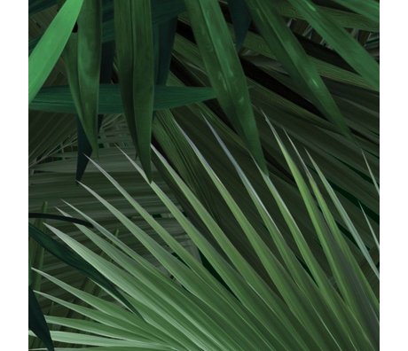 Kek Amsterdam Fondo de pantalla de hoja de palma tropical verde no tejido de papel 97,4x280cm