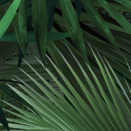 Kek Amsterdam Fondo de pantalla de hoja de palma tropical verde no tejido de papel 97,4x280cm