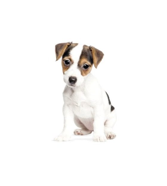 Kek Amsterdam Stickers Muraux Jack Russell Chiot 12xcm Lefliving Com