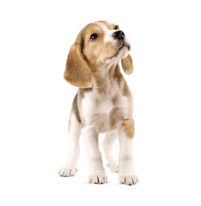 Wall Stickers and Wall Decals