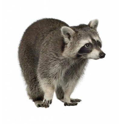 Wandsticker und Wandtattoos