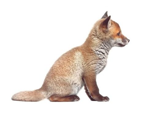 Kek Amsterdam Vægoverføringsbillede Baby Fox, brun, 34x26cm
