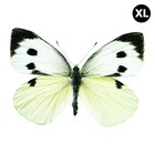 Kek Amsterdam Wall Stickers Butterfly 960 XL, white / brown / gray, 33x24cm