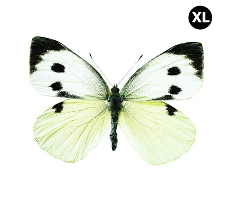 Kek Amsterdam Wandsticker Butterfly 960 XL, weiß/braun/grau, 33x24cm