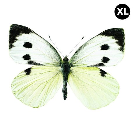 Kek Amsterdam Pegatinas de pared de la mariposa 960 XL, blanco / marrón / gris, 33x24cm