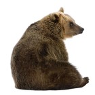 Kek Amsterdam Wall Decal Bear Forest Friends, brown, 40x42cm