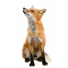Kek Amsterdam Wall Decal Fox Forest Friend, brown, 23x46cm