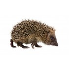 Kek Amsterdam Wall Decal Hedgehog Forest Friend, brown, 17x10cm