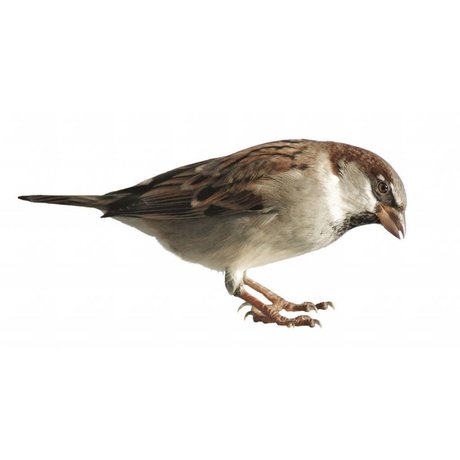 Kek Amsterdam Tatuajes de pared del búho Bosque amigo, marrón, 30x32cm