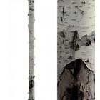 Kek Amsterdam Wandsticker Home Tree 3