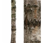 Kek Amsterdam Stickers muraux Accueil Arbre 4