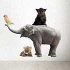 Kek Amsterdam Wall Decal in Set of 4 Elephant, black panther, bird, leopard, div. Dimensions