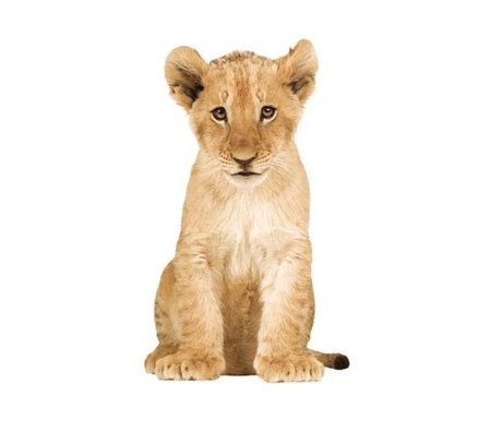 Kek Amsterdam Wall Decal Lion, 70x115cm