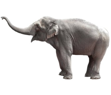 Kek Amsterdam Adesivo Elefante, 58x100cm