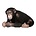 Kek Amsterdam Wallstickers chimpanse, 29x44cm