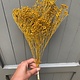 DF broom bloom yellow 50 cm