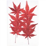 RICO Pressed plants, maple leaf, 8 pcs