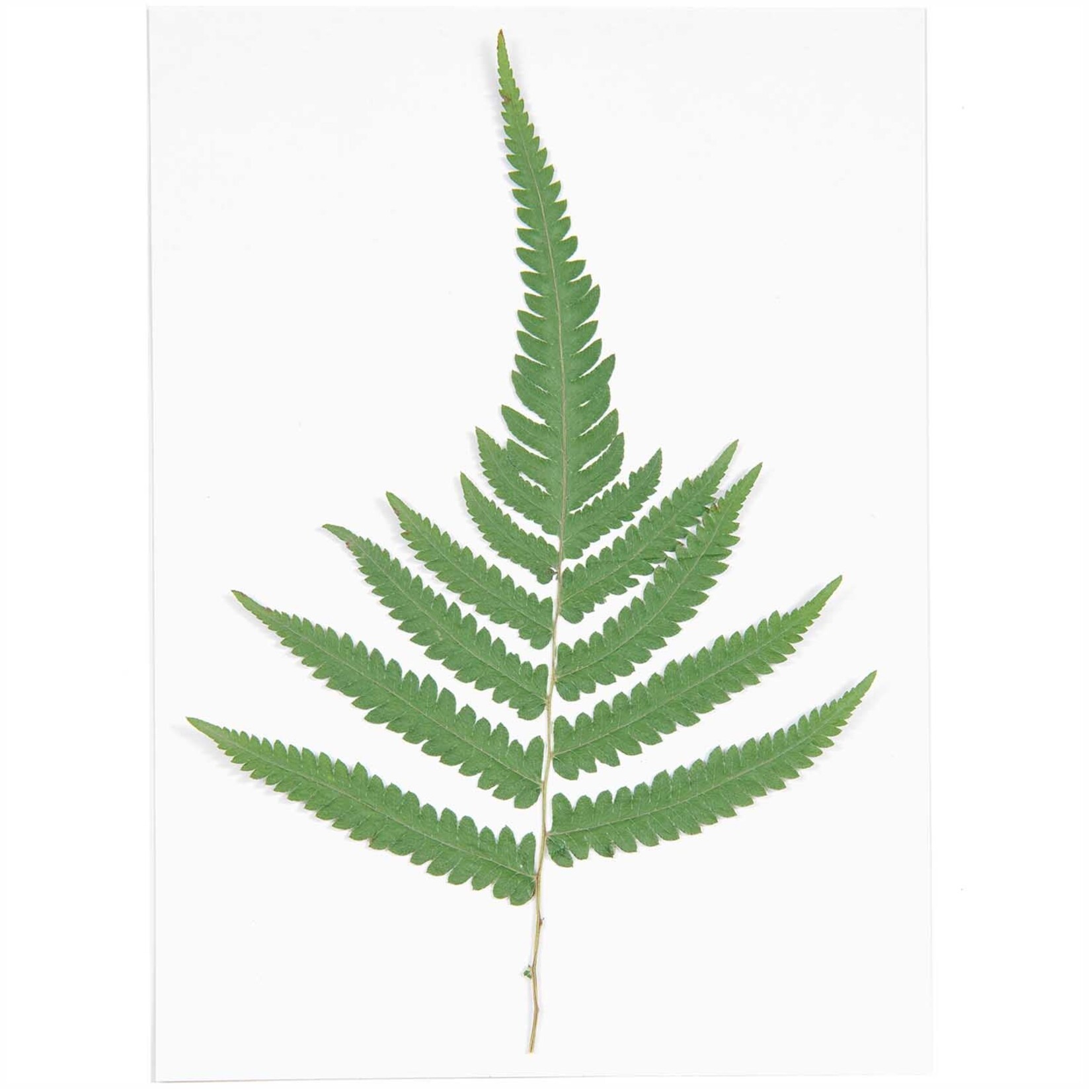 RICO Pressed plants, large fern, 1 pc