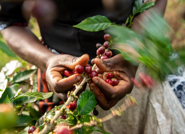 Koffie - terug in stock begin juni 2024