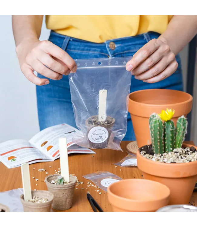 Groei je eigen Wilde Cactus